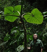 Patrick Blanc observing the clustered mature hanging infructescences of Xanthosoma undipes, El Pahuma, Pichincha, Ecuador, Aug. 2021