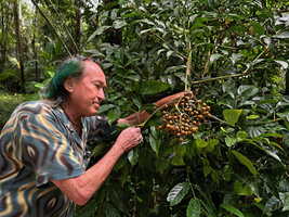 Patrick Blanc observing the compound leaves and mature light brown fruits of Leea manillensis, Siquijor, Philippines, Jan. 2025