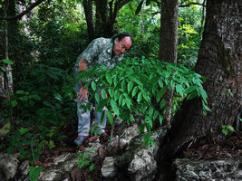 Patrick Blanc observing the compound multipartite leaf of Gonatopus boivinii emerging from a rock fissure, Kimboza FR, Uluguru, Tanzania, Jan. 2021