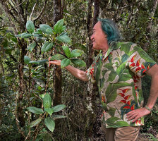 Patrick Blanc observing the deeply impressed veins of the tall Hedyotis dendroides, Horton Plains, Sri Lanka, Nov. 2024