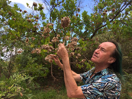 Patrick Blanc observing the dry fruits of Dodonaea viscosa, Miami Beach, Florida, July 2016