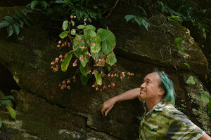 Patrick Blanc observing the dry mature capsular fruits of Begonia engleri on a vertical boulder near a waterfall, East Usambara Mts, 500 m asl, Tanzania, Jan. 2021