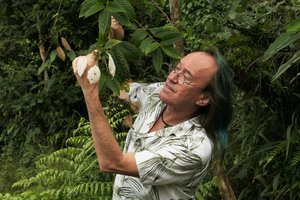 Patrick Blanc observing the enlarged white sepals (calycophylls) of the small pioneer tree, Schizomussaenda henryi, Nam Cang, Sapa, Vietnam, Nov. 2017
