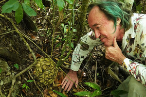 Patrick Blanc observing the epigeous tuber  of Dioscorea bartlettii covered by corky emergences, Las Guacamayas, Peten, Guatemala, Jan. 2020