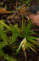 Patrick Blanc observing the epiphytic flowering Collospermum montanum, Des Voeux peak, Taveuni, Fiji, Aug. 2016