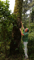 Patrick Blanc observing the epiphytic Medinilla beddomei with tightly appressed stems Idukki, Kerala, India, Jan. 202