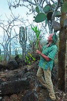 Patrick Blanc observing the erect oval leaves of Ipomoea habeliana between Jasminocereus thouarsii and Opuntia echios var. gigantea, Santa Cruz, Galapagos Is., Aug. 2021