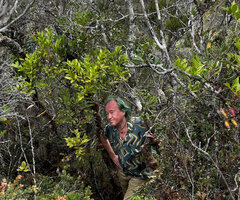 Patrick Blanc observing the flat leaf like bright green cladodes of Phyllocladus hypophyllus, Anggi Lakes, 2300 m asl, Arfak Mts, West Papua, May 2025