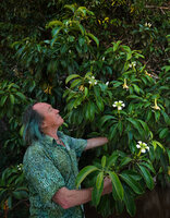 Patrick Blanc observing the flowers and the fruits of  Fagraea auriculata, Sukau, Kinabatangan, Sabah, Borneo, July 2022 
