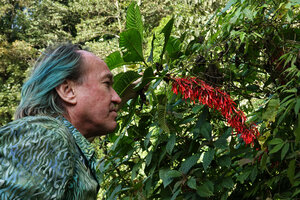 Patrick Blanc observing the flowers distributed along the leafless vertical stem of the monocaulous Hoffmannia cauliflora, Mirador Rey Tepepul, Lake Atitlan, Guatemala, Dec. 2019