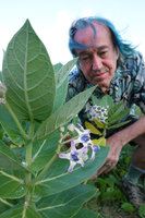 Patrick Blanc observing the flowers of Calotropis gigantea, Nui Chua NP, Vietnam, Nov. 2019