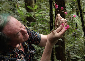 Patrick Blanc observing the flowers of Cyrtandra arfakensis, Kwau, 1600 m asl, Arfak Mts, West Papua, May 2025