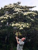 Patrick Blanc observing the flowers of Elaeocarpus glandulifer, Horton Plains, Sri Lanka, Nov. 2024