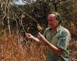 Patrick Blanc observing the flowers of Gmelina arborea, Chelavara Falls, Coorg, Karnataka, India, Jan.2023