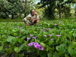Patrick Blanc observing the flowers of Ipomoea pes-caprae, Kairatu, Seram, Moluccas, April 2024