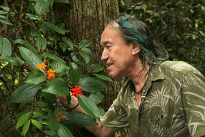 Patrick Blanc observing the flowers of Mussaenda maingayi (syn. M. mutabilis), Gunung Pulai, Johore, Malaysia, April 2017