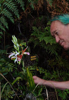 Patrick Blanc observing the flowers of Phaius tankervilleae, Mont Dore, New Caledonia, Aug. 2023