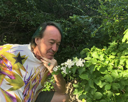Patrick blanc observing the flowers of Porana volubilis, Nui Chua NP, Vietnam, Nov. 2019