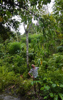 Patrick Blanc observing the freely hanging stems of Epipremnum ceramense, Waimital, Kairatu, Seram, Moluccas, April 2024