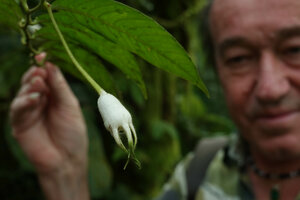 Patrick Blanc observing the fruit of Burmeistera velutina, Mashpi FR, Ecuador, Aug. 2021
