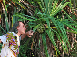 Patrick Blanc observing the fruit of Pandanus tectorius, Pacitan, Java, May 2018