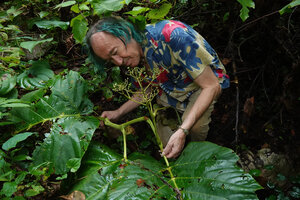 Patrick Blanc observing the furrowed stem and the terminal inflorescence of Leea macrophylla, Mae Surin NP, Thailand, Oct. 2023