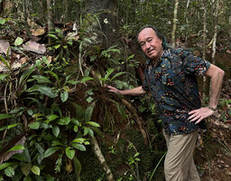 Patrick Blanc observing the global funnel distribution of the erect leaves of the tall Acrotrema intermedium, Makandawa FR, Sri Lanka, Nov. 2024