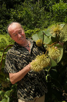 Patrick Blanc observing the globose umbelliform head inflorescences of Uncaria cordata var. ferruginea, Johore, Malaysia, April 2017