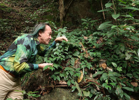 Patrick Blanc observing the greenish flowers of Aeschynanthus acuminatus, Yangtai Shan, Shenzhen, China, Feb. 2018