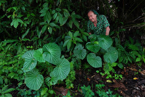 Patrick Blanc observing the green leaved form of Begonia rieckei, Manusela NP, 800 m asl, Seram, Moluccas, April 2024