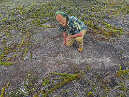 Patrick Blanc observing the growth habits of Lycopodium hydrophilum creeping of the wet ground in highland savanna, Anggi Lakes, 2300 m asl, Arfak Mts, West Papua, May 2025