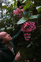 Patrick Blanc observing the hanging inflorescences of Medinilla speciosa, Mt Kinabalu, 1600 m asl, Sabah, Borneo, July 2022