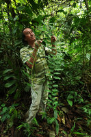 Patrick Blanc observing the high climbing Selaginella exaltata in forest understory, Yasuni NP, Ecuador, Aug. 2021