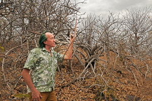 Patrick Blanc observing the huge dry follicle fruits of Strophanthus kombe, South Luangwa NP, Zambia, Sept. 2017