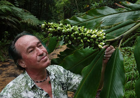Patrick Blanc observing the huge flowering and fruiting axis of Alpinia laxisecunda, Kolombangara,Solomon Islands, Sept. 2019