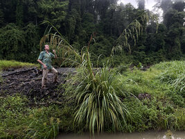 Patrick Blanc observing the huge grass Themeda villosa on river bank, Danum Valley, Sabah, Borneo, July 2022
