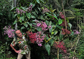 Patrick Blanc observing the huge inflorescences and infructesecences of Medinilla cf. teysmannii, Apolog, Negros, Philippines, Jan. 2025