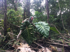Patrick Blanc observing the huge leaves and clasping adventitious roots of a Philodendron maximum individual fallen with a treefall gap, Tarapoto lake, Leticia, Colombia, Nov. 2016