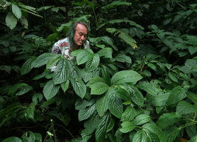 Patrick Blanc observing the huge leaves of Elatostema macrophyllum, Madakaripura Waterfall, Probolinggo, Java, April 2018