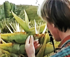 Patrick Blanc observing the inflorescence of Ravenala grandis, Beforona, Madagascar, June 1998, photo Pascal Heni