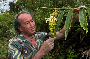 Patrick Blanc observing the inflorescence of Riedelia lanata with characteristic claw like flower buds, Anggi Lakes, 2000 m asl, Arfak Mts, West Papua, May 2025