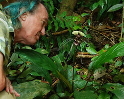 Patrick Blanc observing the inflorescence of Tacca cristata with two large upper bracts, white and brown at the base, and the long filamentous white bracteoles, Bukit Timah NR, Singapore, Nov. 2023 