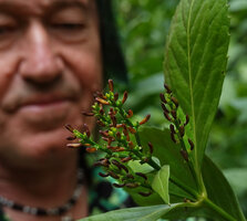 Patrick Blanc observing the inflorescence of the primitive Sarcandra glabra with flowers reduced to a small bract, a green ovary and a long stamen with a brown fleshy connective, Mathikettan Shola FR, Kerala, India, Jan. 2023