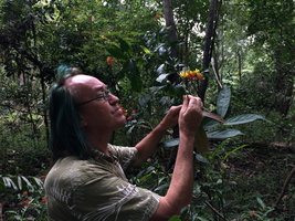 Patrick Blanc observing the inflorescences of Palicourea crocea in flooded varzea forest, Tarapoto lake, Leticia, Colombia, Nov. 2016