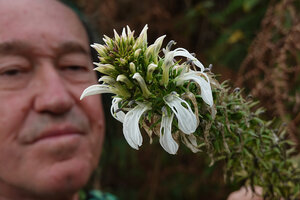 Patrick Blanc observing the lacy pearl white corolla lobes of Lobelia nicotianifolia, Munnar, Kerala, India, Jan. 2023