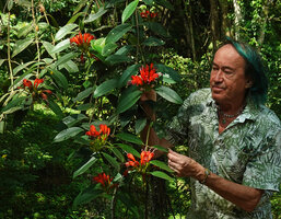 Patrick Blanc observing the large bright red flowers of the low epiphytic Aeschynanthus fulgens, Chiang Dao, Thailand, Oct. 2023.