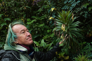 Patrick Blanc observing the large excerted yellow flowers of the monocaulous Siphonocampylus lucidus, Cayambe Coca NP, 3500 m asl, Ecuador, Aug. 2021