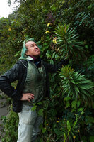 Patrick Blanc observing the large excerted yellow flowers of the monocaulous Siphonocampylus lucidus on earth slope at forest edge, Cayambe Coca NP, 3500 m asl, Ecuador, Aug. 2021