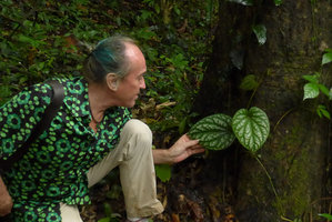 Patrick Blanc observing the large leaves of a climbing Piper related to P. argyrites, Gunung Datuk, Negeri Sembilan, Malaysia, Dec. 2016
