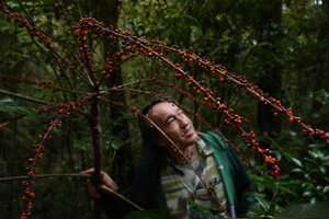 Patrick Blanc observing the large terminal branched infructescence of Heptapleurum (syn. Schefflera) bipalmatifoium, Mount Kinabalu, 1600 m asl, Sabah, Borneo, July 2022